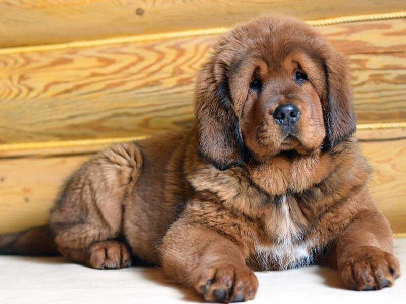 Puppy Cheap Tibetan Mastiff Tibetan Mastiff Puppy Tibetan Mastiff