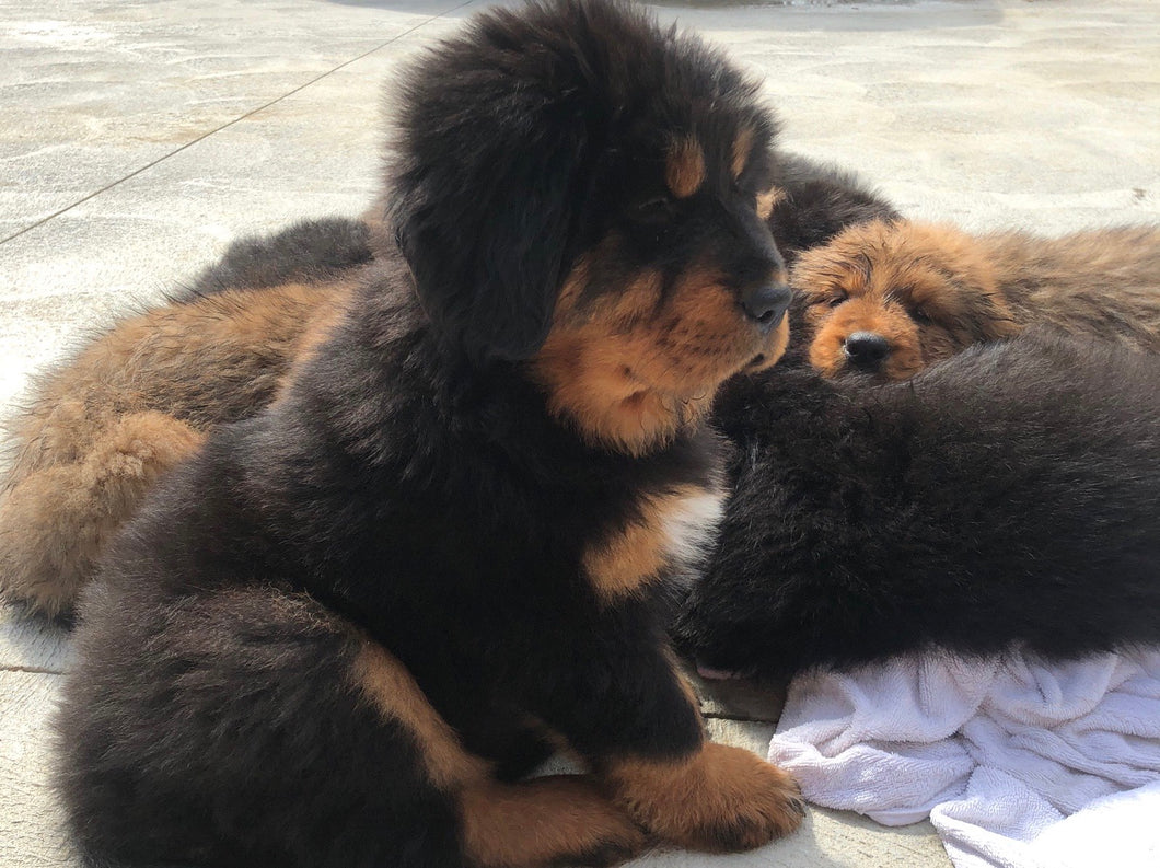 Available!- Reserve a Female Tibetan Mastiff Puppy